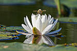 Click to see Y-JG-CANON-EOS-R7-0614-MOD.JPG