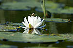 Click to see Y-JG-CANON-EOS-R7-0614.JPG