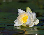 Click to see Y-JG-CANON-EOS-R7-0661-MOD.JPG