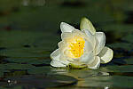 Click to see Y-JG-CANON-EOS-R7-0661.JPG