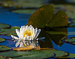 Click to see Y-JG-CANON-EOS-R7-0665-MOD.JPG
