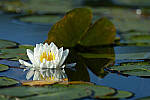 Click to see Y-JG-CANON-EOS-R7-0665.JPG