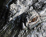 Click to see Y-JG-CANON-EOS-R7-0729.JPG
