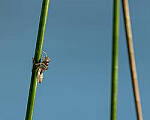 Click to see Y-JG-CANON-EOS-R7-0768-MOD.JPG