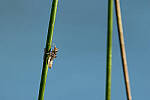 Click to see Y-JG-CANON-EOS-R7-0768.JPG