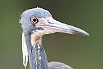 Click to see Y-JG-CANON-EOS-R7-0811.JPG