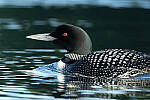 Click to see Y-JG-CANON-EOS-R7-0833.JPG