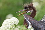 Click to see Y-JG-CANON-EOS-R7-0875.JPG
