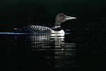 Click to see Y-JG-CANON-EOS-R7-0882.JPG