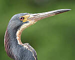Click to see Y-JG-CANON-EOS-R7-0931-MOD.JPG