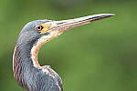 Click to see Y-JG-CANON-EOS-R7-0931.JPG