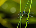 Click to see Y-JG-CANON-EOS-R7-1011-MOD.JPG