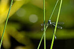 Click to see Y-JG-CANON-EOS-R7-1011.JPG