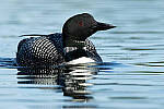 Click to see Y-JG-CANON-EOS-R7-1074.JPG