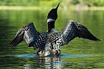 Click to see Y-JG-CANON-EOS-R7-1089-MOD.JPG