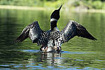 Click to see Y-JG-CANON-EOS-R7-1089.JPG