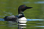Click to see Y-JG-CANON-EOS-R7-1107.JPG