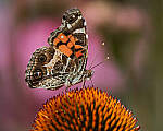 Click to see Y-JG-CANON-EOS-R7-1179-MOD.JPG