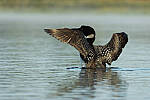 Click to see Y-JG-CANON-EOS-R7-1279.JPG