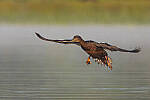Click to see Y-JG-CANON-EOS-R7-1323-MOD.JPG