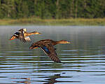 Click to see Y-JG-CANON-EOS-R7-1339-MOD.JPG