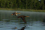 Click to see Y-JG-CANON-EOS-R7-1339.JPG
