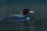 Click to see Y-JG-CANON-EOS-R7-1369-MOD.JPG