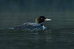 Click to see Y-JG-CANON-EOS-R7-1369.JPG