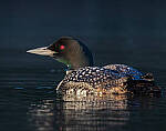 Click to see Y-JG-CANON-EOS-R7-1379-MOD.JPG