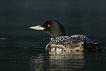 Click to see Y-JG-CANON-EOS-R7-1379.JPG