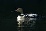 Click to see Y-JG-CANON-EOS-R7-1391.JPG
