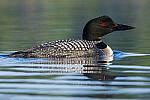 Click to see Y-JG-CANON-EOS-R7-1428-MOD.JPG