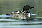 Click to see Y-JG-CANON-EOS-R7-1428.JPG