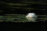 Click to see Y-JG-CANON-EOS-R7-1444.JPG
