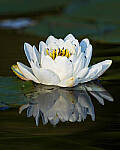 Click to see Y-JG-CANON-EOS-R7-1453-MOD.JPG