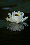 Click to see Y-JG-CANON-EOS-R7-1453.JPG
