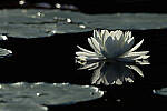 Click to see Y-JG-CANON-EOS-R7-1476.JPG