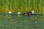 Click to see Y-JG-CANON-EOS-R7-1483-MOD.JPG