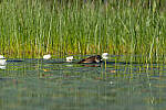 Click to see Y-JG-CANON-EOS-R7-1483.JPG