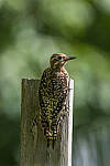 Click to see Y-JG-CANON-EOS-R7-1609.JPG