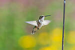 Click to see Y-JG-CANON-EOS-R7-1635.JPG