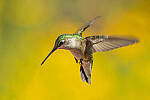 Click to see Y-JG-CANON-EOS-R7-1640-MOD.JPG
