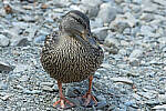 Click to see Y-JG-CANON-EOS-R7-1660.JPG