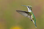 Click to see Y-JG-CANON-EOS-R7-1698-MOD.JPG