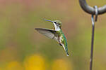 Click to see Y-JG-CANON-EOS-R7-1698.JPG
