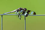 Click to see Y-JG-CANON-EOS-R7-1707-MOD.JPG