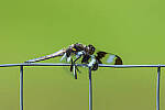 Click to see Y-JG-CANON-EOS-R7-1707.JPG