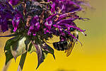 Click to see Y-JG-CANON-EOS-R7-1714-MOD.JPG