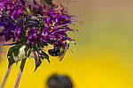 Click to see Y-JG-CANON-EOS-R7-1714.JPG