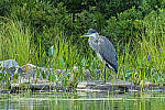 Click to see Y-JG-CANON-EOS-R7-1734-MOD.JPG